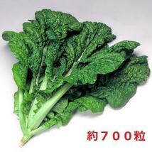 ＜野菜の種＞約700粒　かつお菜　2.5ｍｌ　博多かつを菜 カツオナ　４種郵便で発送　_画像1