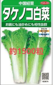 未開封＜野菜の種＞約1500粒　タケノコ白菜　中国野菜　紹菜　竹の子ハクサイ