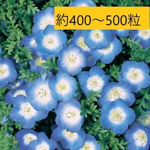 【花の種】ネモフィラ　インシグニスブルー　１ｍｌ（４００～５００粒）４種郵便にて発送