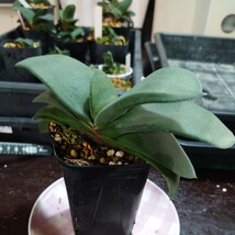 多肉植物 ガステリア　すみふ恐竜_画像7