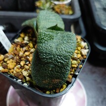 多肉植物 ガステリア　酒井ザラ肌臥牛_画像6