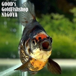 金魚専門店【GOOD's Gold Fish shop 名古屋】九州有名愛好家作◆墨銀鱗玉サバ◆キャリコ◆玉さば タマサバ9