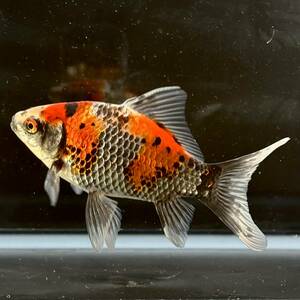 金魚専門店【GOOD's Gold Fish shop 名古屋】有名愛好家様作◆墨銀鱗朱文金◆キャリコ◆(鮒尾和金 フナ尾)4