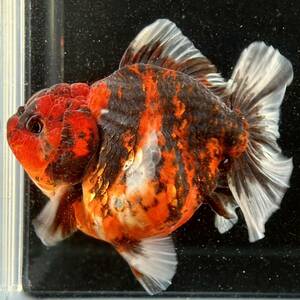 1円スタート【訳アリ】金魚専門店【GOOD's Gold Fish shop 名古屋】タイ産◆超高体高◆モヒカン オランダ◆レッドタイガー◆ショートテール