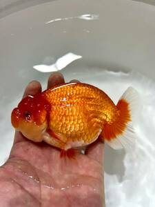 金魚専門店【GOOD's Gold Fish shop 名古屋】タイ産◆赤勝更紗◆バッファロー らんちゅう◆