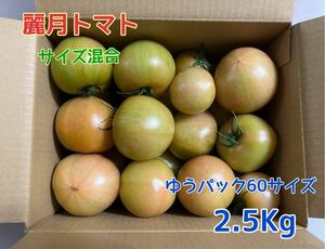 農家直送！！麗月　大分県産トマト☆2.5Kg超え☆ ゆうパック60サイズ発送　混合サイズ