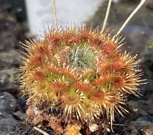 (食虫植物)ピグミー・ドロセラ ニチズラ・ミニボタン(Drosera nitidula mini button)のムカゴ7粒（即決なら10粒）