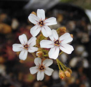 (食虫植物)ピグミー・ドロセラ アラントスティグマ(Drosera allantostigma)のムカゴ8粒（即決なら10粒）