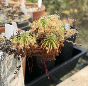 (食虫植物)ピグミー・ドロセラ スコルピオイデス ジャイアント(Drosera scorpioides Giant)のムカゴ5粒（即決なら7粒）