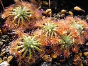 (食虫植物)ピグミー・ドロセラ ×バジンガラ Drosera ×badgingarra(allantostigma x omissa)のムカゴ7粒（即決なら10粒）