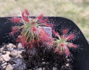 (食虫植物)ピグミー・ドロセラ シルビコラ(Drosera silvicola)のムカゴ３粒（即決なら５粒）