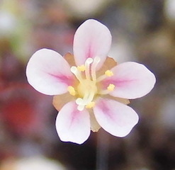 (食虫植物)ピグミー・ドロセラ オキシデンタリス ベールミュラー(Drosera occidentalis Beer mullah)のムカゴ8粒（即決なら10粒）