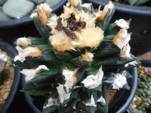 サボテン多肉植物(種子)　アガベ牡丹×ブラボアナス　2023年自家採種