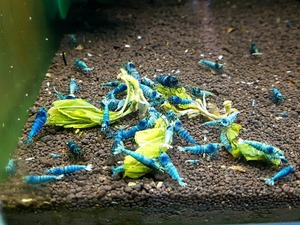 [ six three four circle ] turquoise shadow shrimp [10~15mm] 20 pcs 1 sack (+ compensation 2 pcs ) / total 22 pcs 