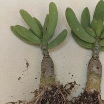 【332】多肉植物 珍奇植物 tylecodon decipiens 3株_画像3