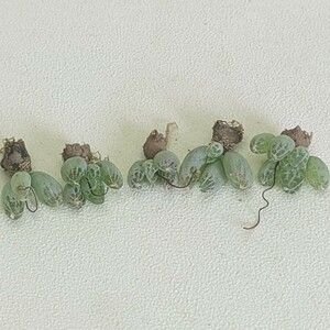 【382】 珍奇植物 貴重植物 ブルビネ　ロリータ　Bulbine lolita 5株