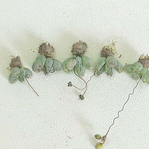 【385】珍奇植物 貴重植物 ブルビネ　ロリータ　Bulbine lolita 5株