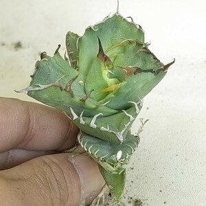 【735】 アガベ チタノタ 蟹 カニです Agave titanota の蟹