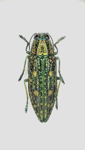 【日本の甲虫標本】東京都産　アオマダラタマムシ♂　【約19.5ミリ】