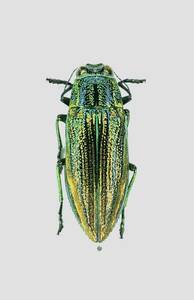 【日本の甲虫標本】沖縄本島産　アヤムネスジタマムシ♂　【約17ミリ】