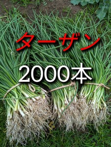 玉ねぎ苗ターザン2000本