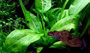 OASISAQUA layout aquarium rearing Echinodorus python leaf number somewhat larger quantity image stock 