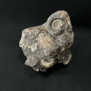 アンモナイト　貝　化石　