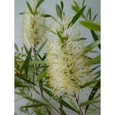 ... season white flower. Australia. Hanaki *ka squirrel temon fine leaf * H2.1m