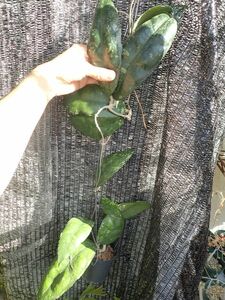 ホヤ‘ペラック’　大型で葉に皺の入る原種