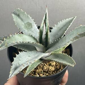 アガベ ハイブリッド(ネバデンシス × ジプソフィラ) Agave Hybrid (nevadensis × gypsophilla ) 28