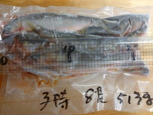 ●子持ち鮎●8尾 513g 岐阜県根尾川産 ◯翌日発送限定◯