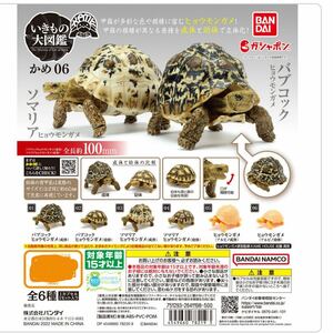 いきもの大図鑑 かめ06 [全6種セット (フルコンプ)] ガチャガチャ カプセルトイ