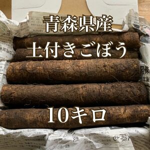 青森県産！土付きごぼう　10キロ