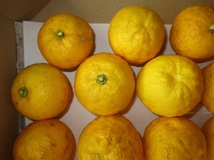 ゆず 柚子　無農薬 12/28 収穫品1.0kg 、16個 、自家栽培、_画像3