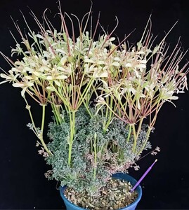 D54 【パンダ園芸】ペラルゴニウム　ヒストリクス　/ Pelargonium hystrix /ヒストリックス　/ 実生苗　開花株　多頭株 5株