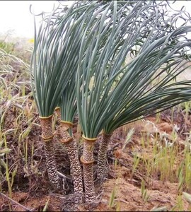 F12 【パンダ園芸】ゲチリス“ブリッテニアナ,Gethyllis Britteniana”多肉植物 球根 塊根 コーデックス