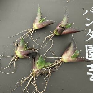 G20 【パンダ園芸】アガベ　チタノタ HADES ハデス 恐竜牙歯 Agave titanota Hades　メリクロン株 発根済み 5株同梱