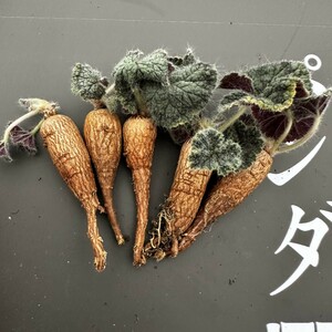 G40 【パンダ園芸】サボテン 多肉植物 ペラルゴニウム バークリー Pelargonium barklyi ★塊根植物 コーデックス 5株 