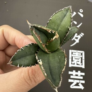 G45 【パンダ園芸】特選 アガベ 多肉植物 チタノタ 狼人 強棘 極上株 発根済み