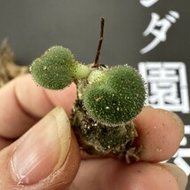 G55 【パンダ園芸】特選 珍奇植物 Tylecodon nolteeiの近似種 チレコドン ノルティ 3株 _画像4