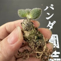 G55 【パンダ園芸】特選 珍奇植物 Tylecodon nolteeiの近似種 チレコドン ノルティ 3株 _画像7