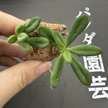 G71 【パンダ園芸】Tylecodon sulphureus (Pofadder, RSA)/チレコドン スルフレウス//多肉植物大株3株 _画像8