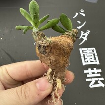 G71 【パンダ園芸】Tylecodon sulphureus (Pofadder, RSA)/チレコドン スルフレウス//多肉植物大株3株 _画像10