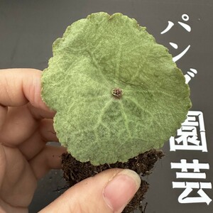 G78【パンダ園芸】塊根性 クラッスラ ウンベラ ワインカップ Crassula umbella Wine-Cup 多肉植物 サボテン エケベリア チレコドン 