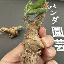 H15 【パンダ園芸】Tylecodon sulphureus (Pofadder, RSA)/チレコドン スルフレウス//多肉植物大株3株 _画像9