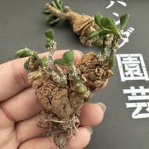 H15 【パンダ園芸】Tylecodon sulphureus (Pofadder, RSA)/チレコドン スルフレウス//多肉植物大株3株 _画像5