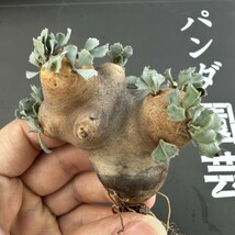 J11 【パンダ園芸】特選 多肉植物 珍奇塊根植物 コーデックス　オトンナ カカリオイデス(実生)大株_画像3