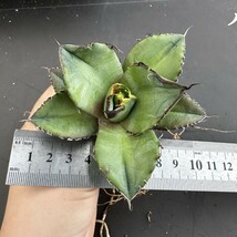 J71 【パンダ園芸】多肉植物アガベ チタノタ 黒豹 極上株 発根済み_画像9