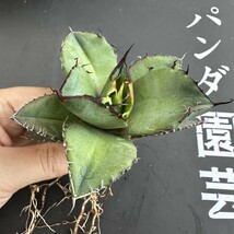 J71 【パンダ園芸】多肉植物アガベ チタノタ 黒豹 極上株 発根済み_画像6