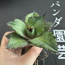 J71 【パンダ園芸】多肉植物アガベ チタノタ 黒豹 極上株 発根済み_画像8